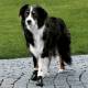 Bottes Walker Active pour chien