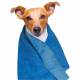 Serviette rafraichissante pour chien ou chat