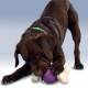 Jouet Busy Buddy Bouncy Bone pour chien