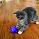 Jouet KONG® Chat Treat Dispensing Ball