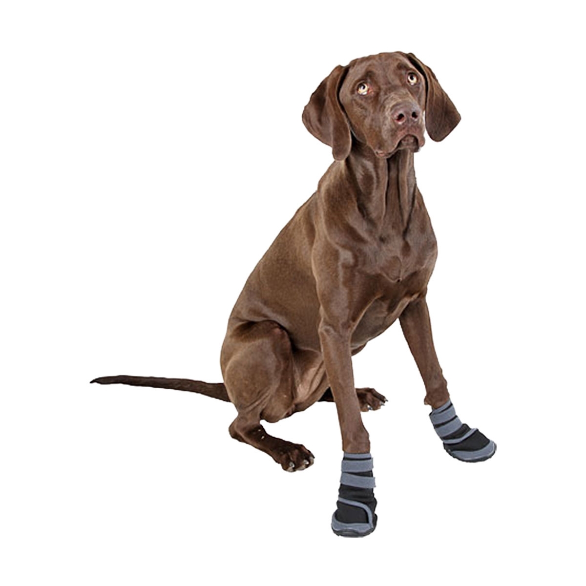 chaussure pour chien