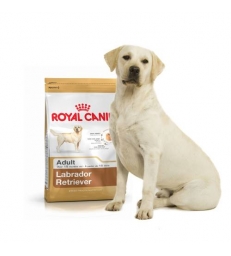 Royal Canin Labrador Retriever Adulte