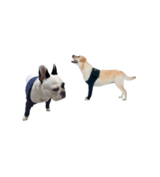 Manche antérieure double Pet Shirt pour chien .S - Lg : 23 cm - Tour de poitrail : 45 - 61 cm - Bleu