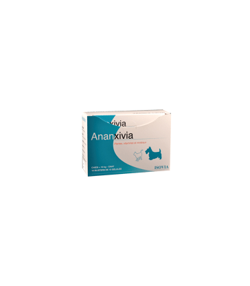 Ananxivia Chat/Petit Chien